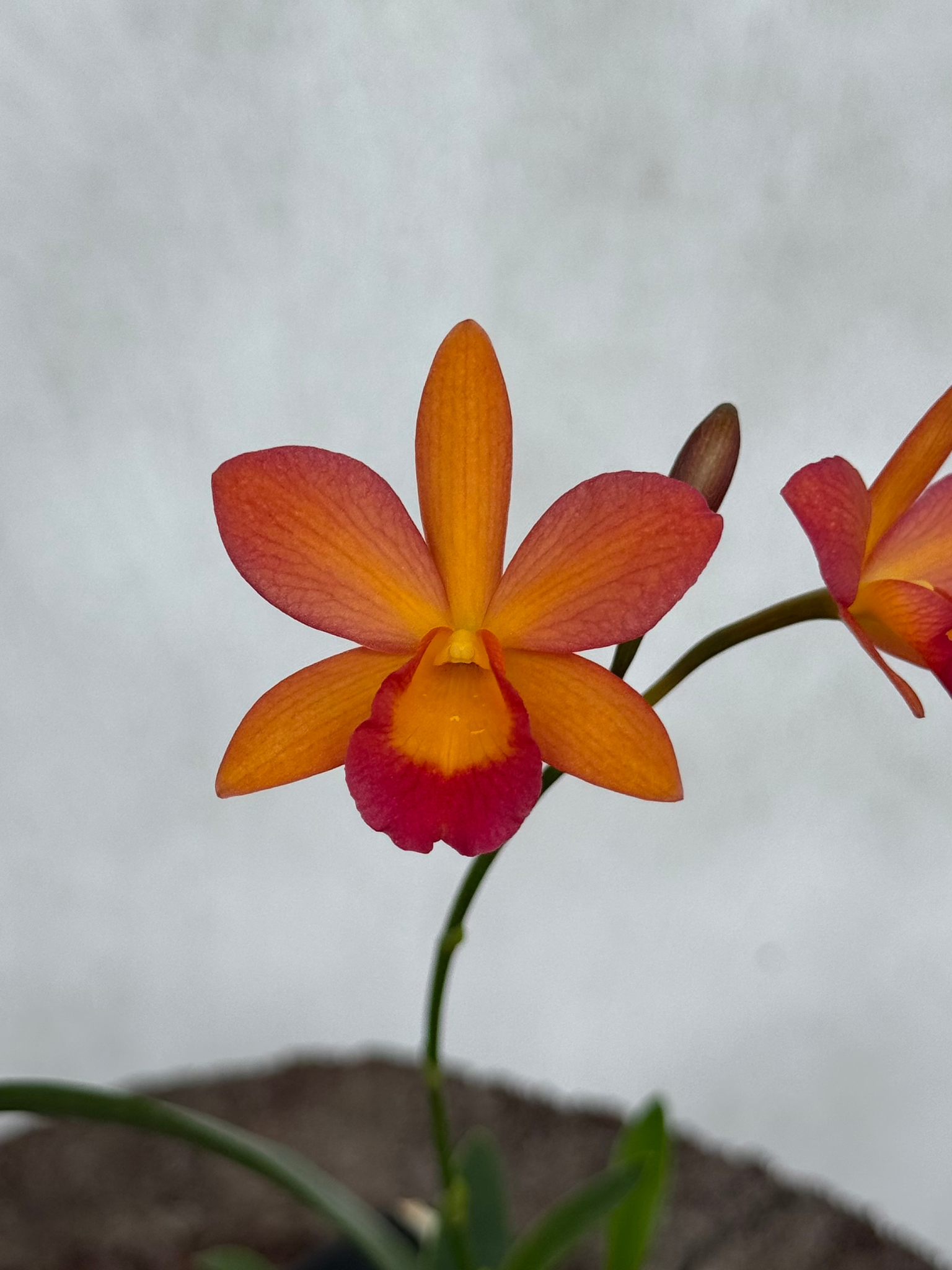 C. Harmill 'Orange Glow' x Ctna. Why Not – Kalapana Orchid Farm