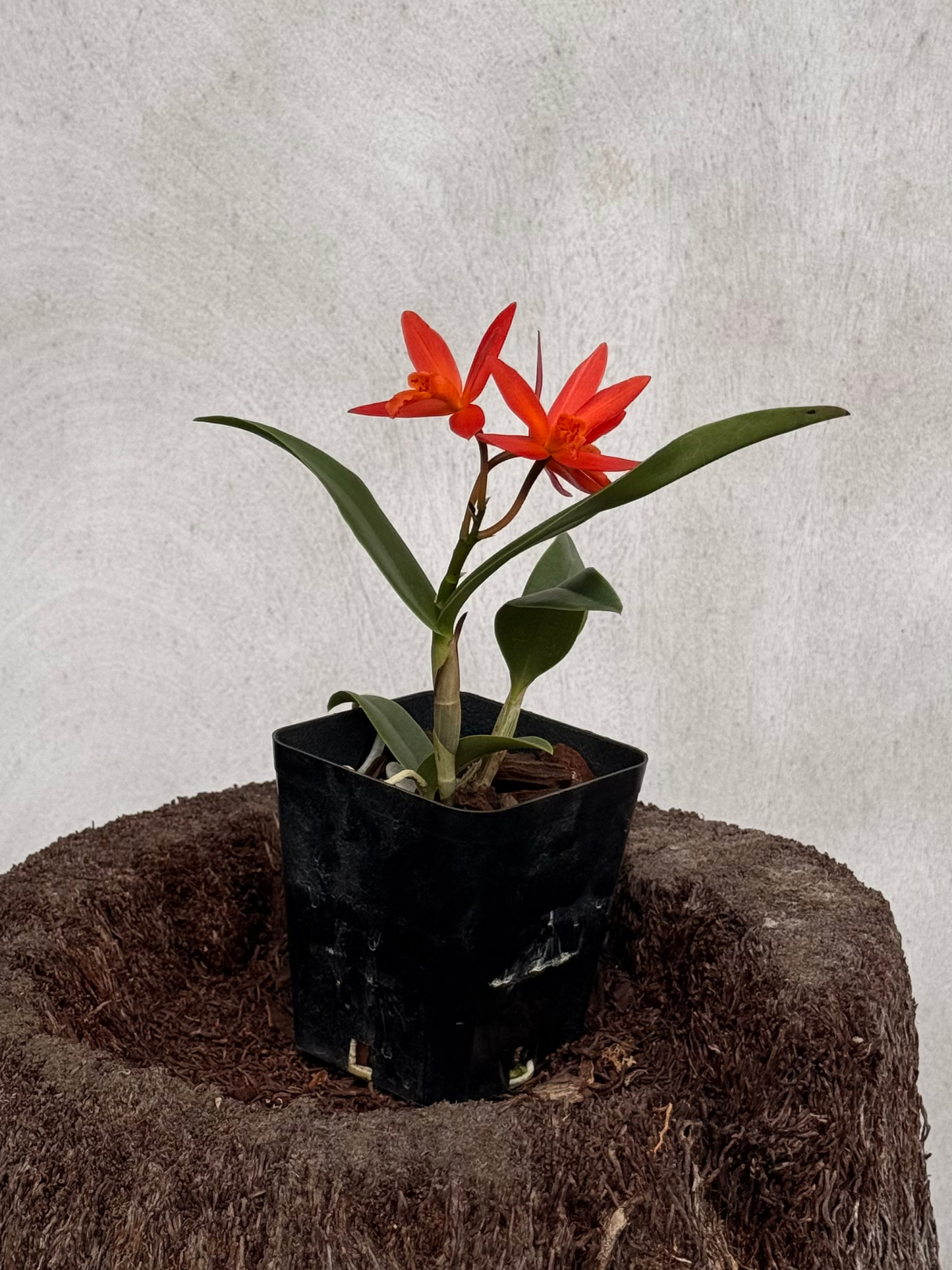 C. Harmill 'Orange Glow' x Ctna. Why Not
