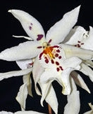 Alcra. Winter Wonderland 'White Fairy'