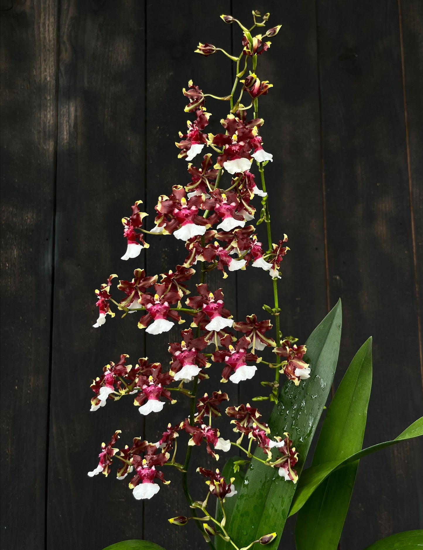 Oncidium (Onc.) Aka Baby 'Raspberry Chocolate'
