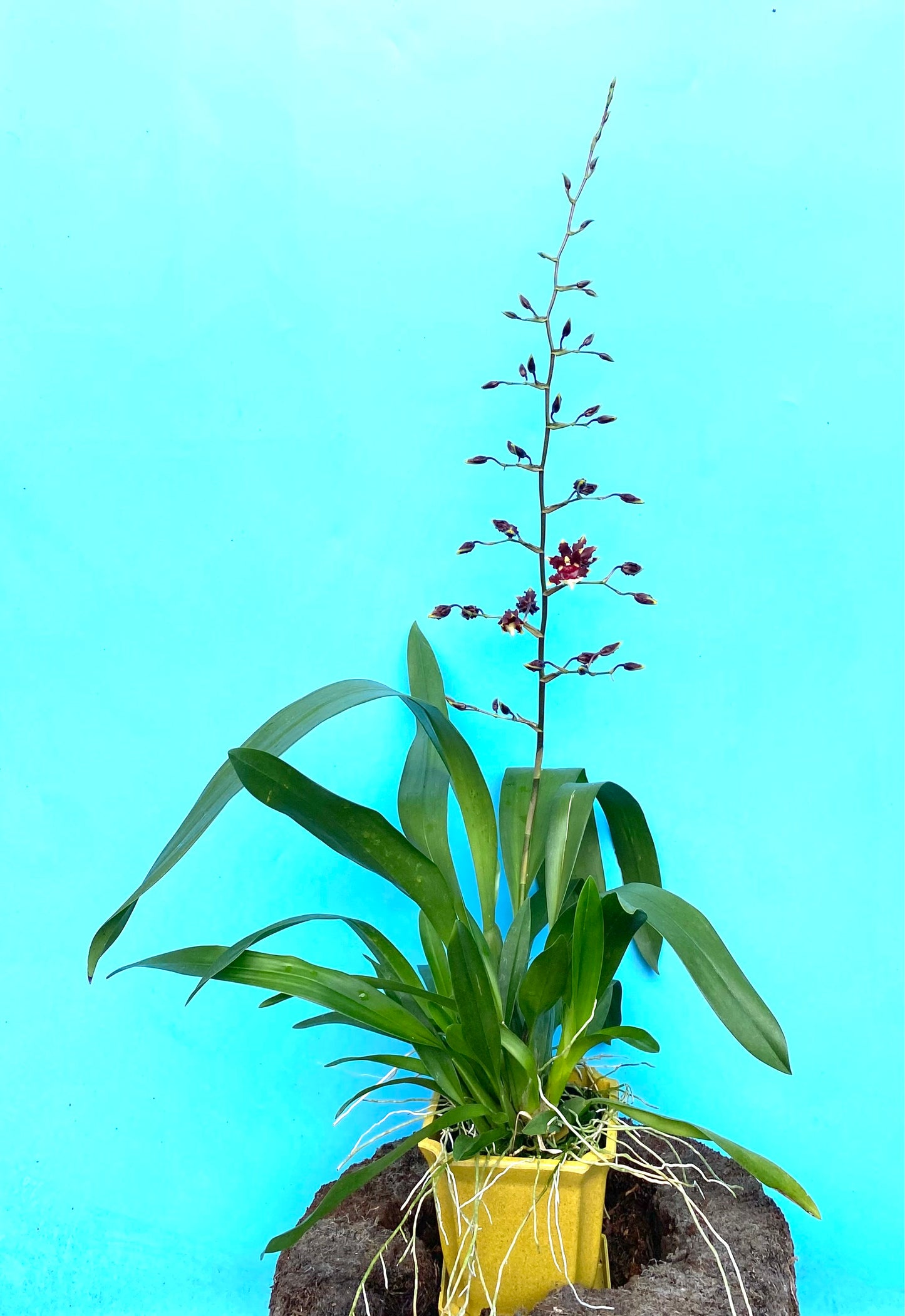 Oncidium (Onc.) Aka Baby 'Raspberry Chocolate'