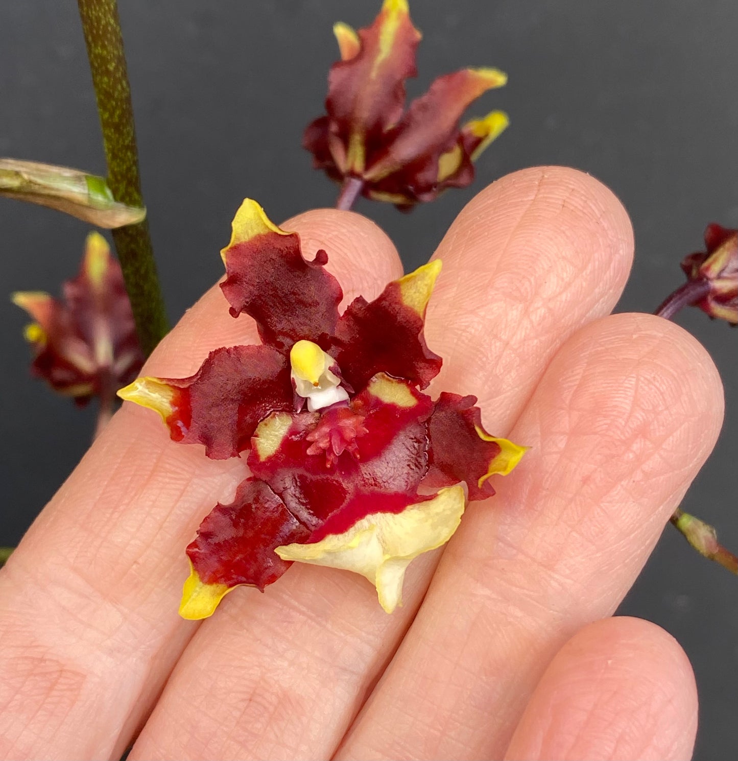 Oncidium (Onc.) Aka Baby 'Raspberry Chocolate'