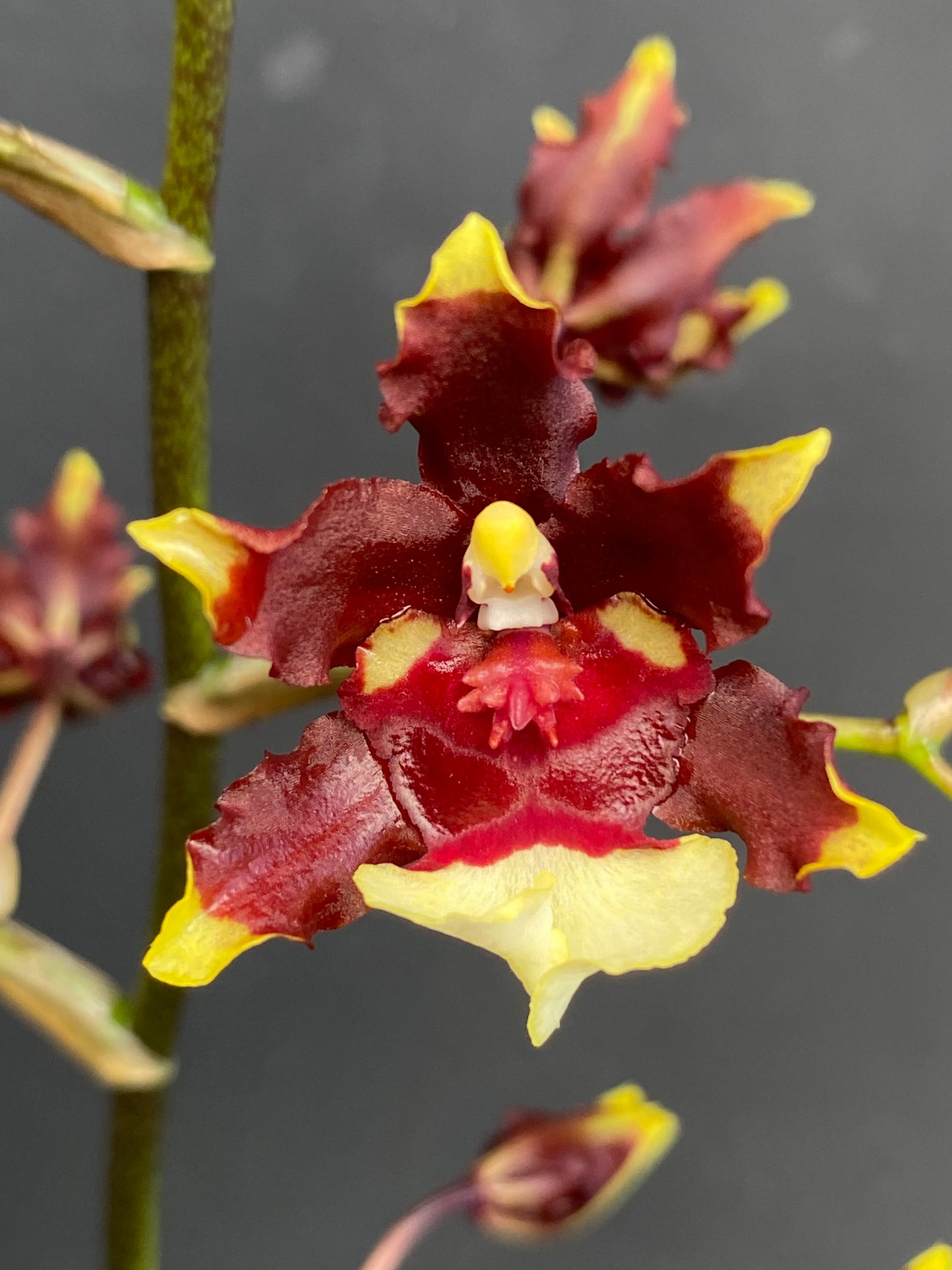 Oncidium (Onc.) Aka Baby 'Raspberry Chocolate'