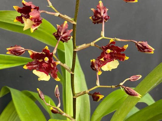 Oncidium (Onc.) Aka Baby 'Raspberry Chocolate'