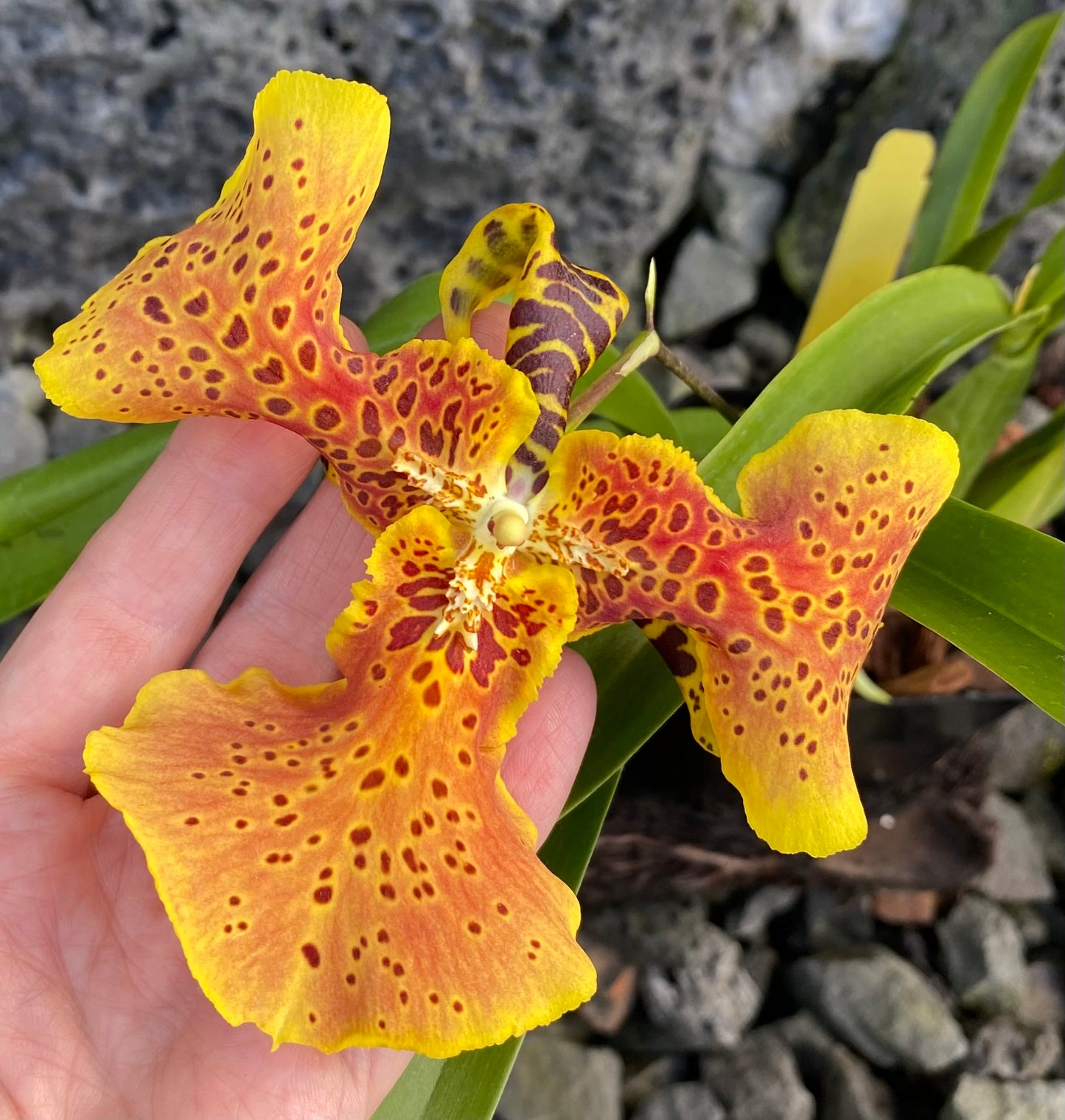 Alcra. Hilo Ablaze 'Hilo Gold' HCC/AOS