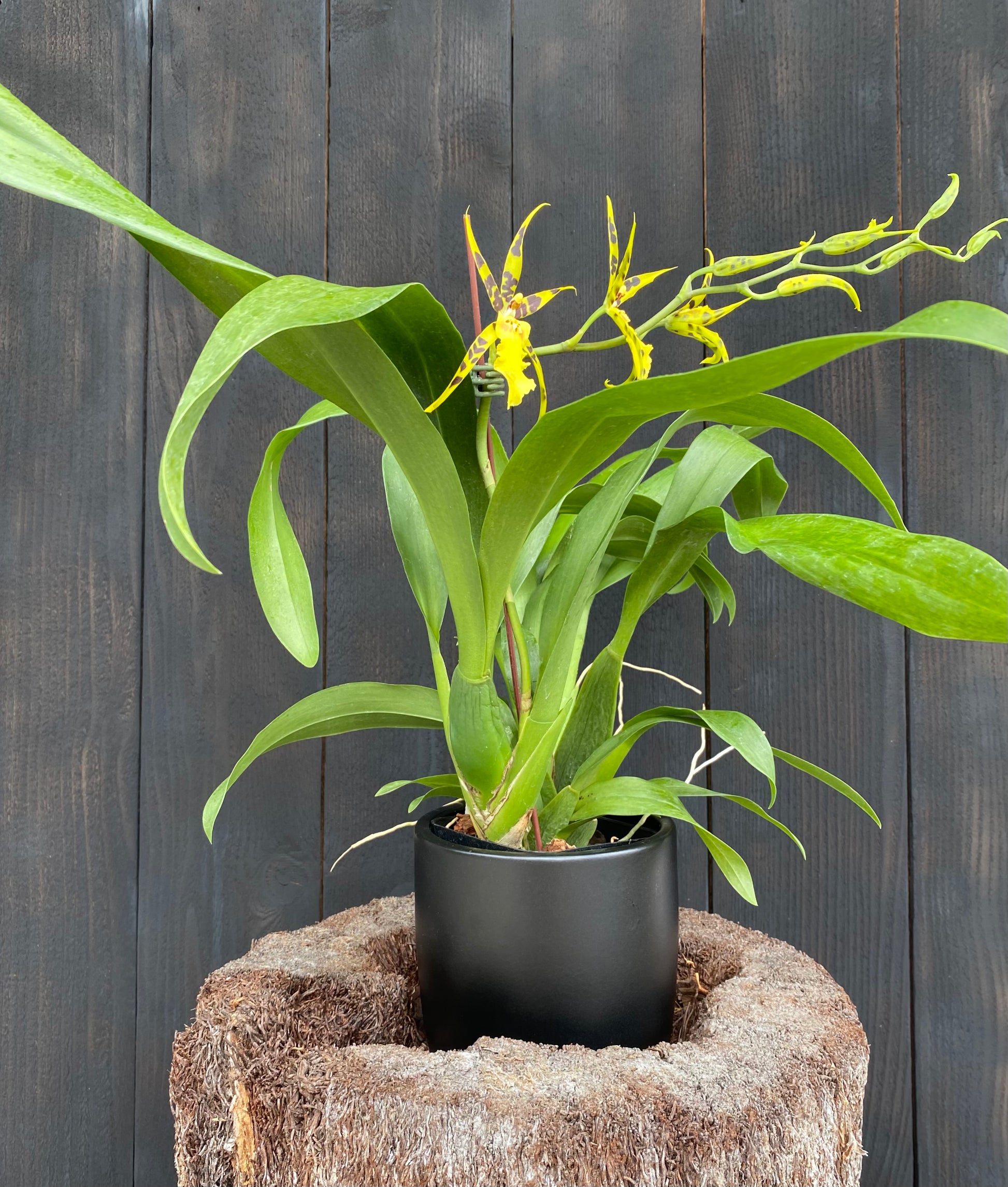spider orchid plant Alcra. Pacific Nova ‘Butter Buds’