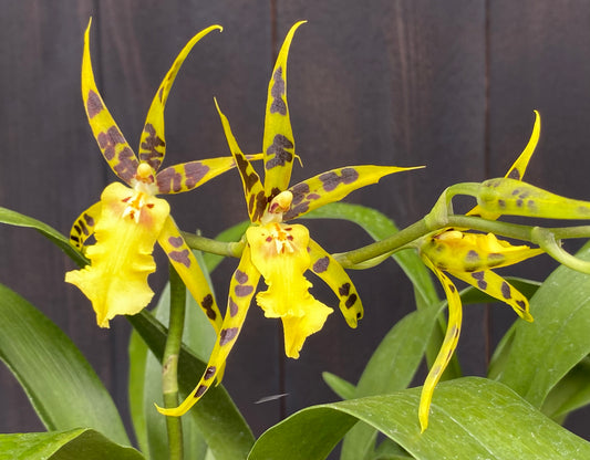 Alcra. Pacific Nova ‘Butter Buds’