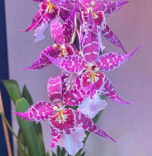 Aliceara (Alcra.) Stellar 'Hoku'