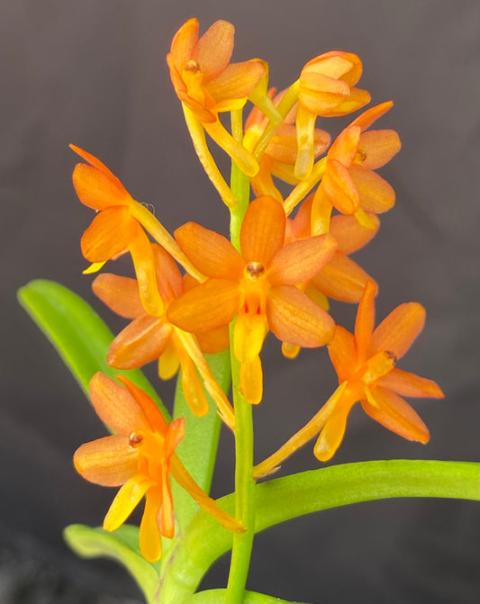 Ascocentrum miniatum '2764'