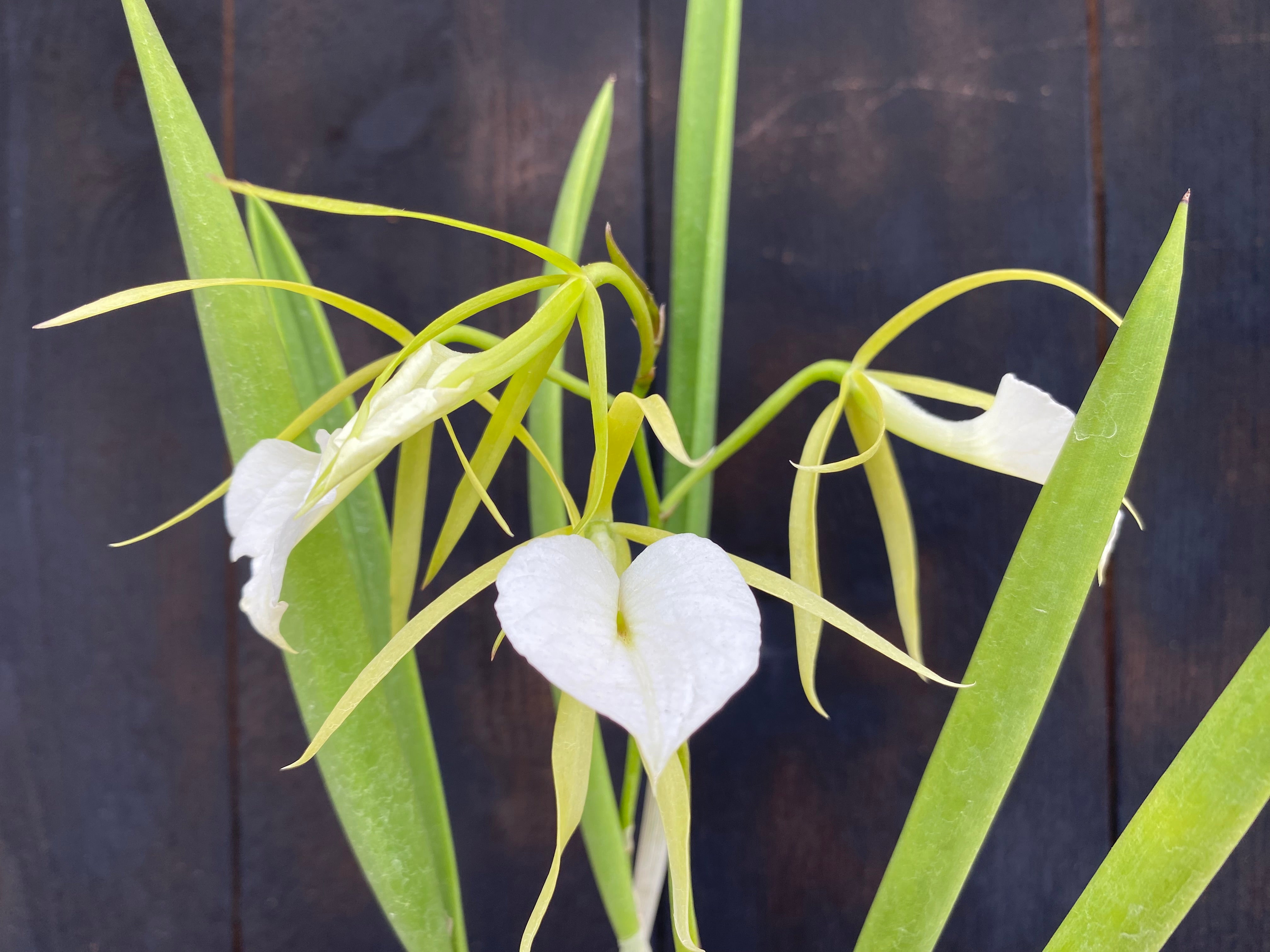 しらほし B.LittleStars3.jpg?v=