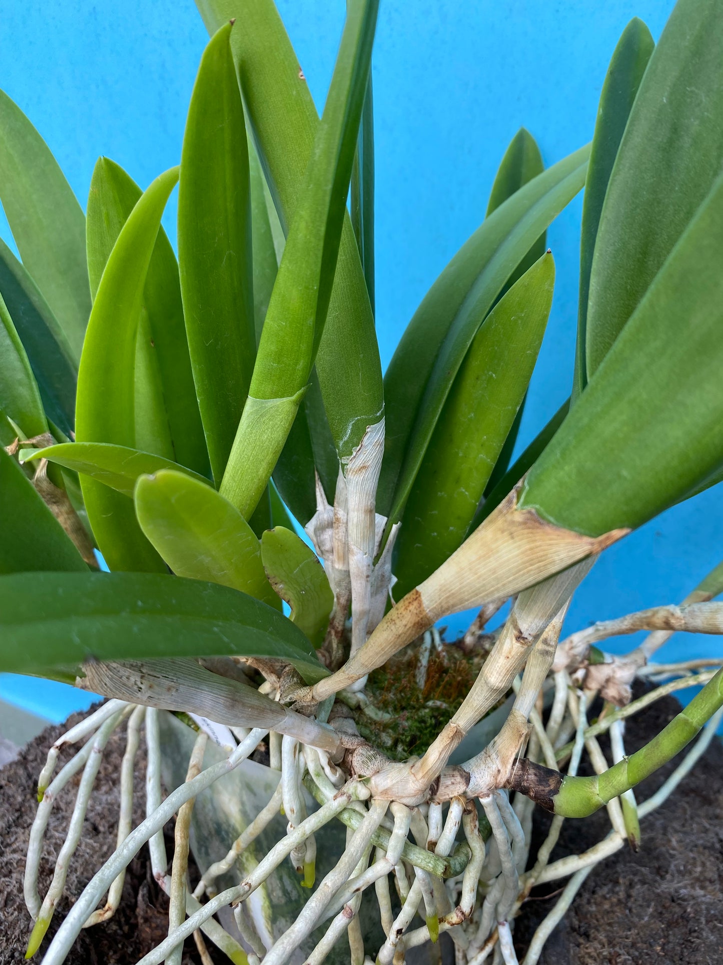 Brassocattleya (Bc.) Elizabeth (B. nodosa x  skinneri)