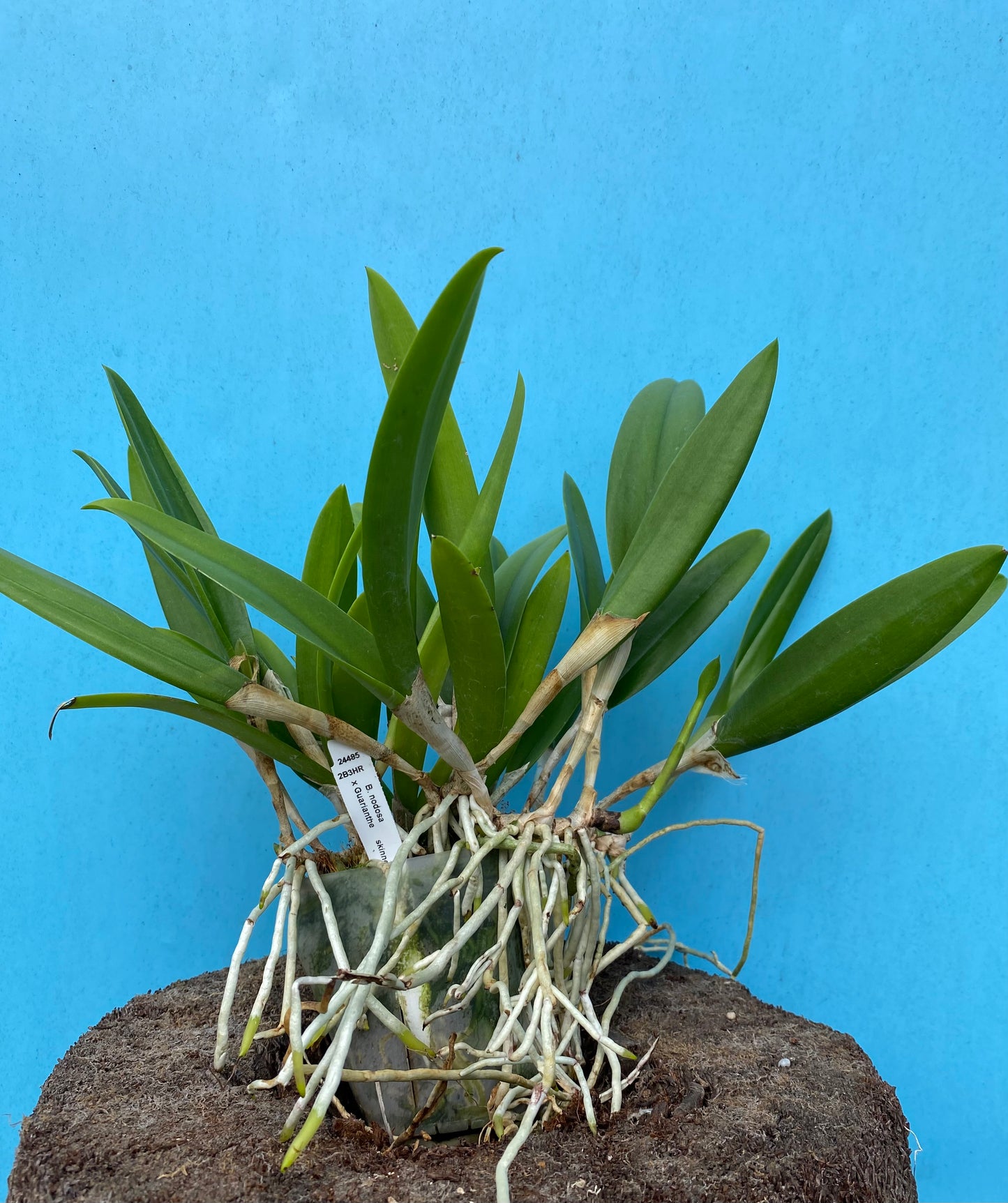 Brassocattleya (Bc.) Elizabeth (B. nodosa x  skinneri)