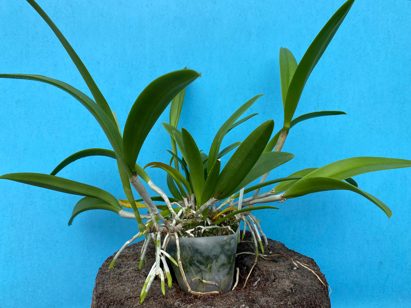 Brassocattleya (Bc.) Elizabeth (B. nodosa x  skinneri)