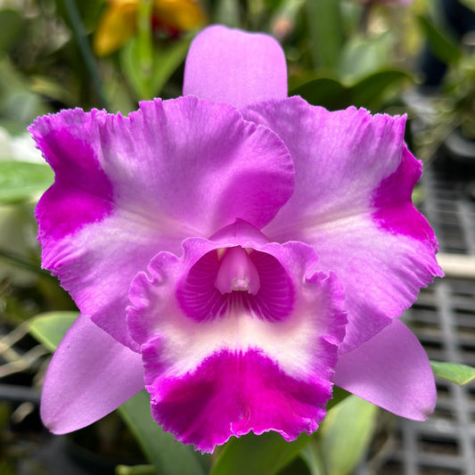 Rhyncholaeliocattleya Island Charm 'Elizabeth'