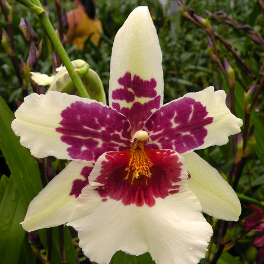 Beallara (Bllra.) Big Shot 'Hilo Sparkle'