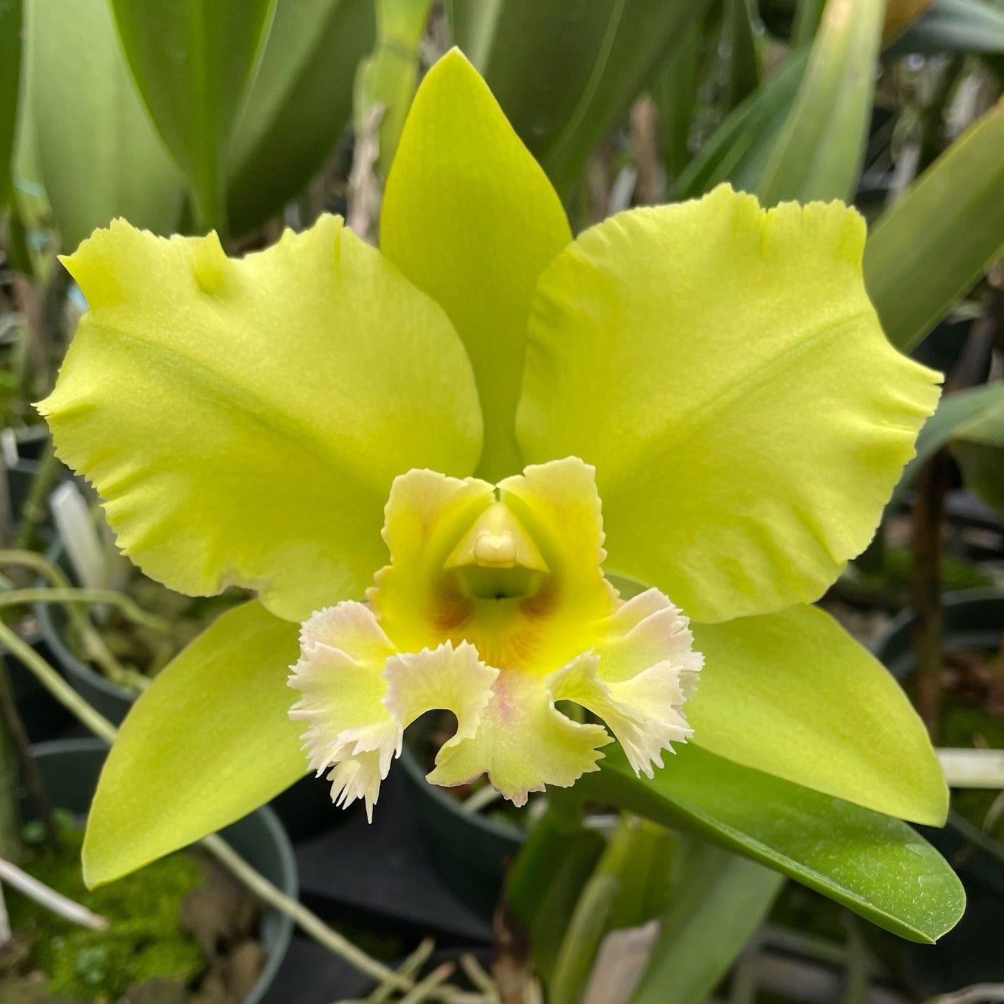 Blc. Dewy Forest 'Kudos'