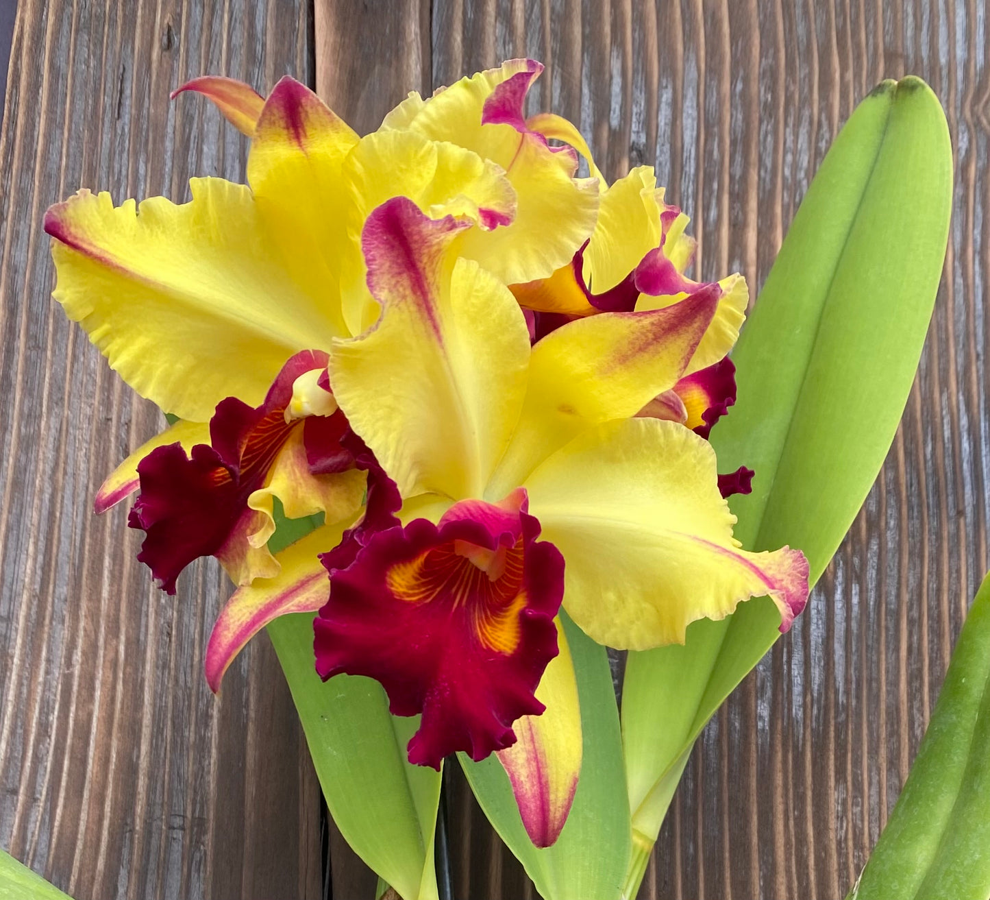 Blc. Dora Louise Capan 'Lea' 
