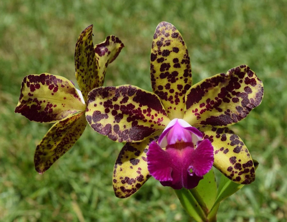 C. Waianae Leopard 'Ching Hua' C.  x Blc. Sun Spots 'Waiomaos Golden Leopard'