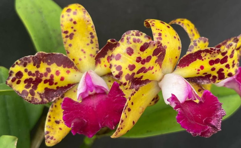 C. Waianae Leopard 'Ching Hua' C.  x Blc. Sun Spots 'Waiomaos Golden Leopard'