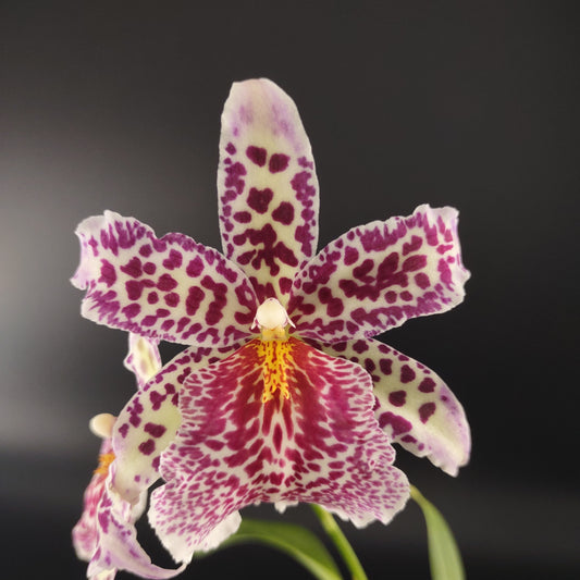 Bllra. Big Shot 'Pink Panther'