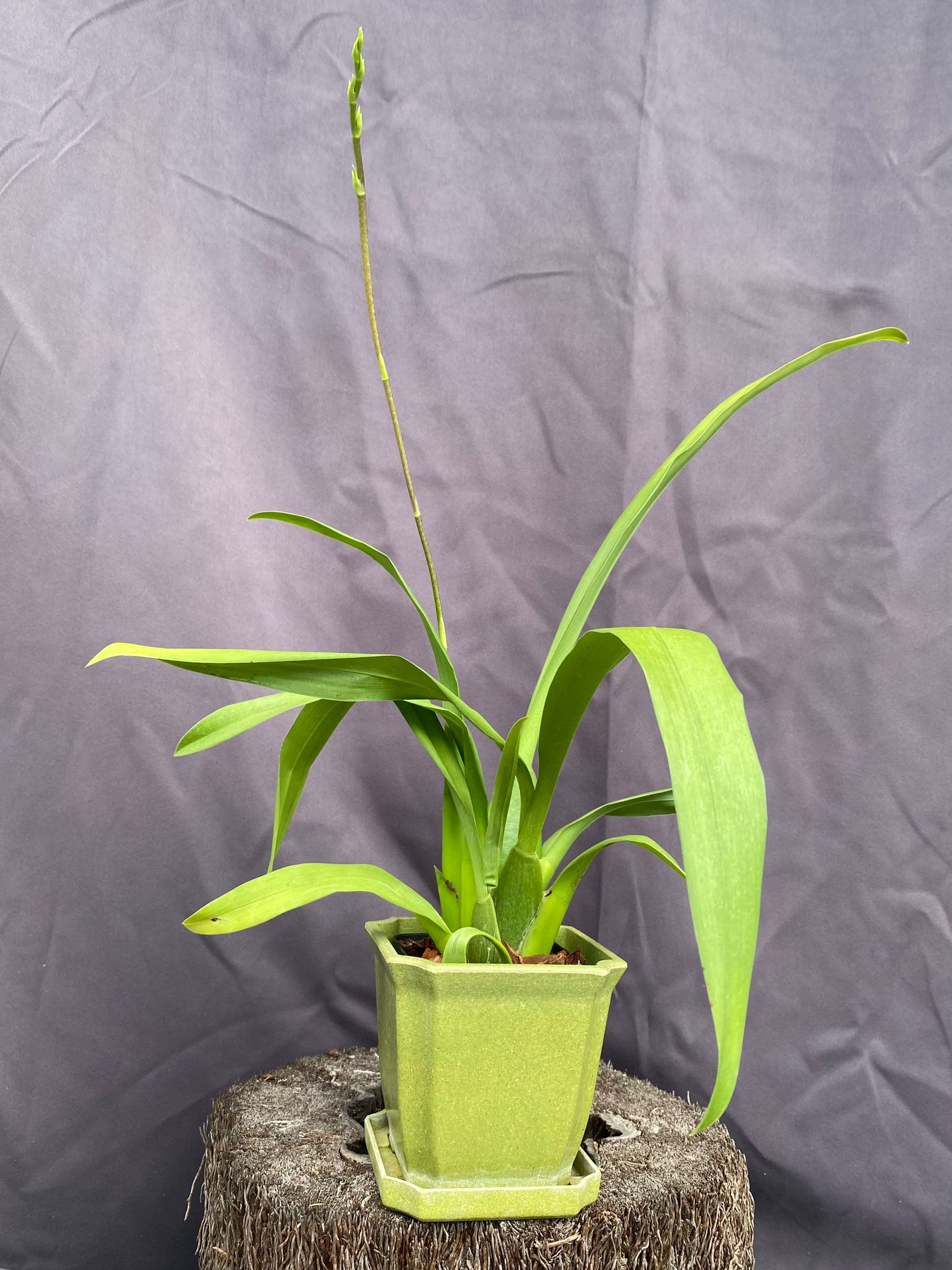 Bllra. Snowblind 'Sweet Spots'