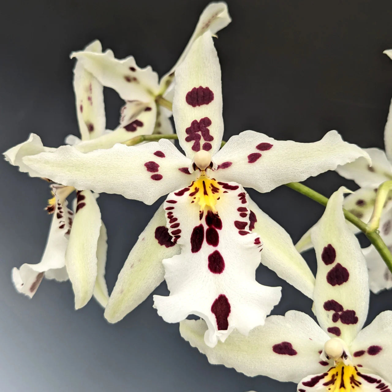 Bllra. Snowblind 'Sweet Spots'