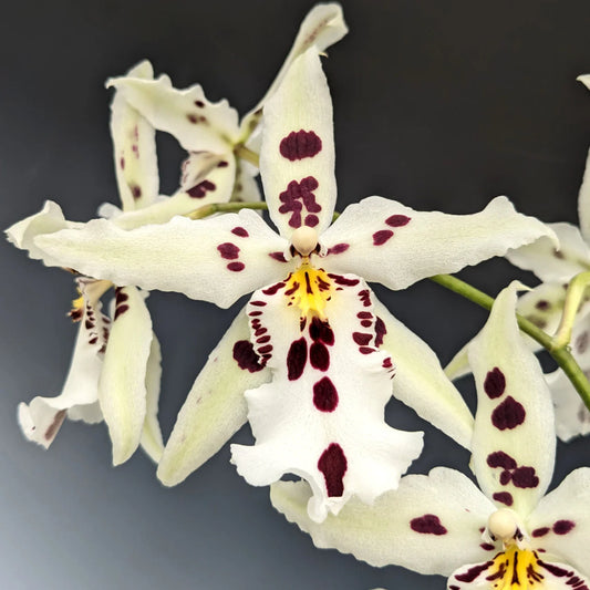 Bllra. Snowblind 'Sweet Spots'