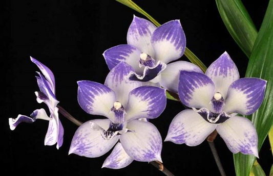 Tst. Melinda Marie 'Blue Sapphire' HCC/AOS