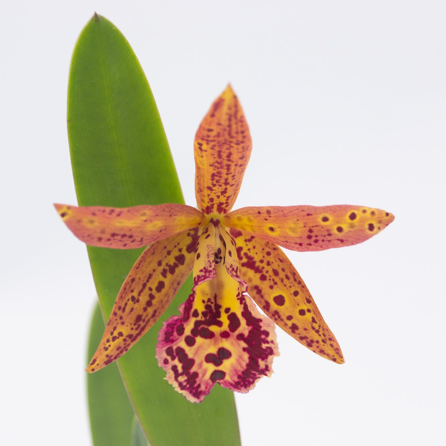 Brassocattleya (Bc.) Rustic Spots – Kalapana Orchid Farm