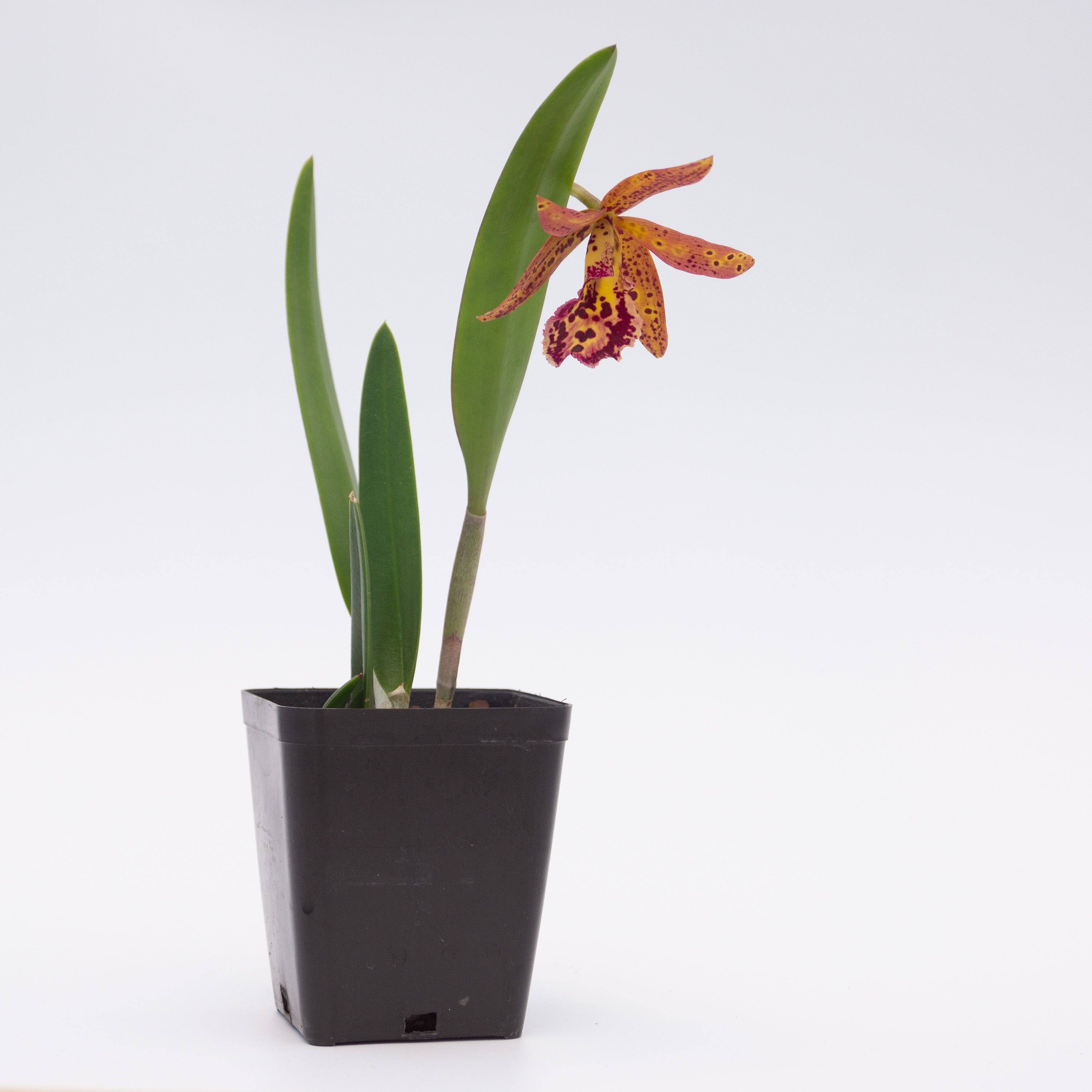 Brassocattleya (Bc.) Rustic Spots – Kalapana Orchid Farm