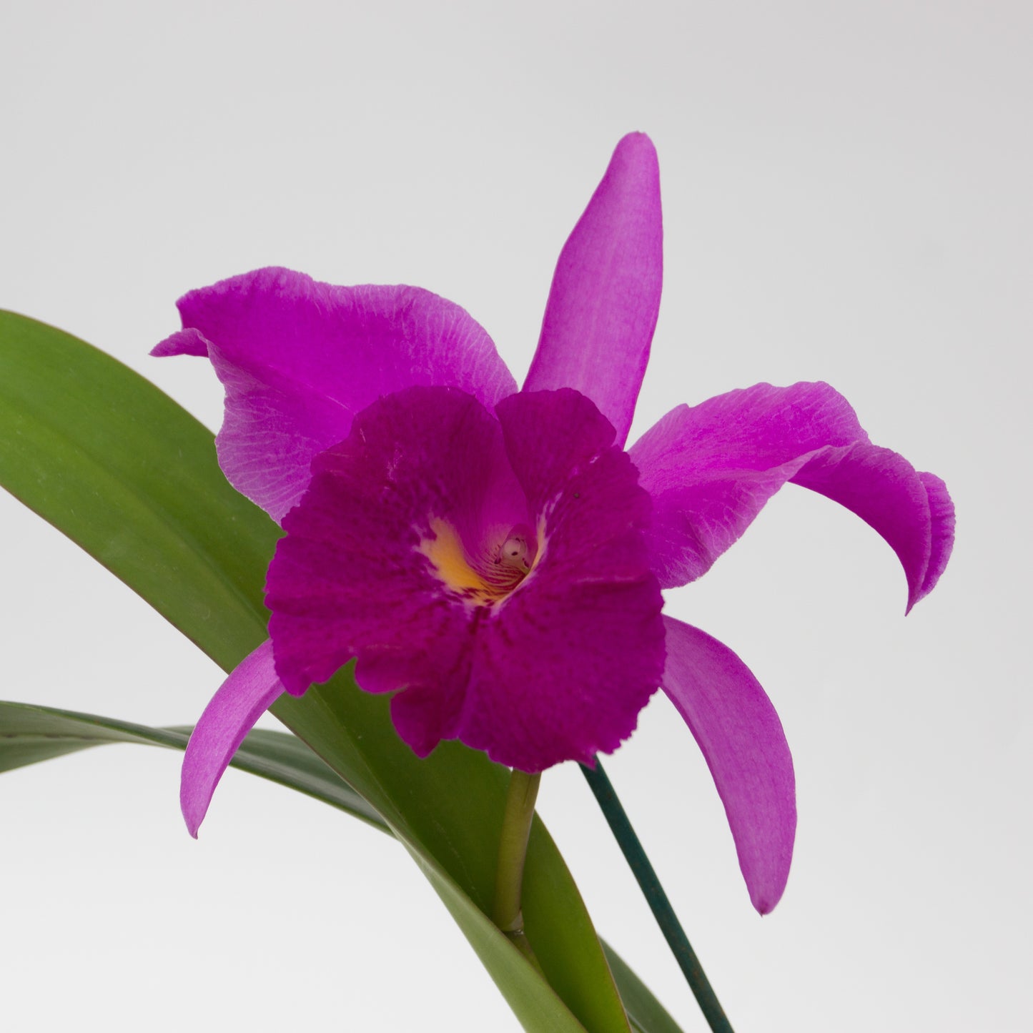 Purple Cattleya flower potted orchid plant Hawaii