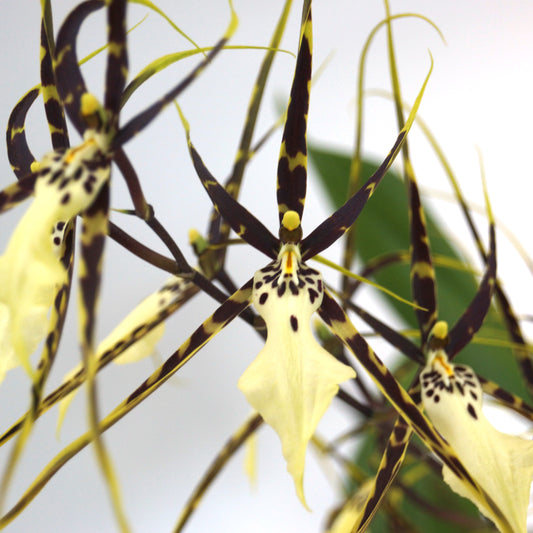 Brassidium (Brsdm.) Kenneth Bivin  'Santa Barbara' HCC/AOS (Onc. cariniferum x Brs. arcuigera)