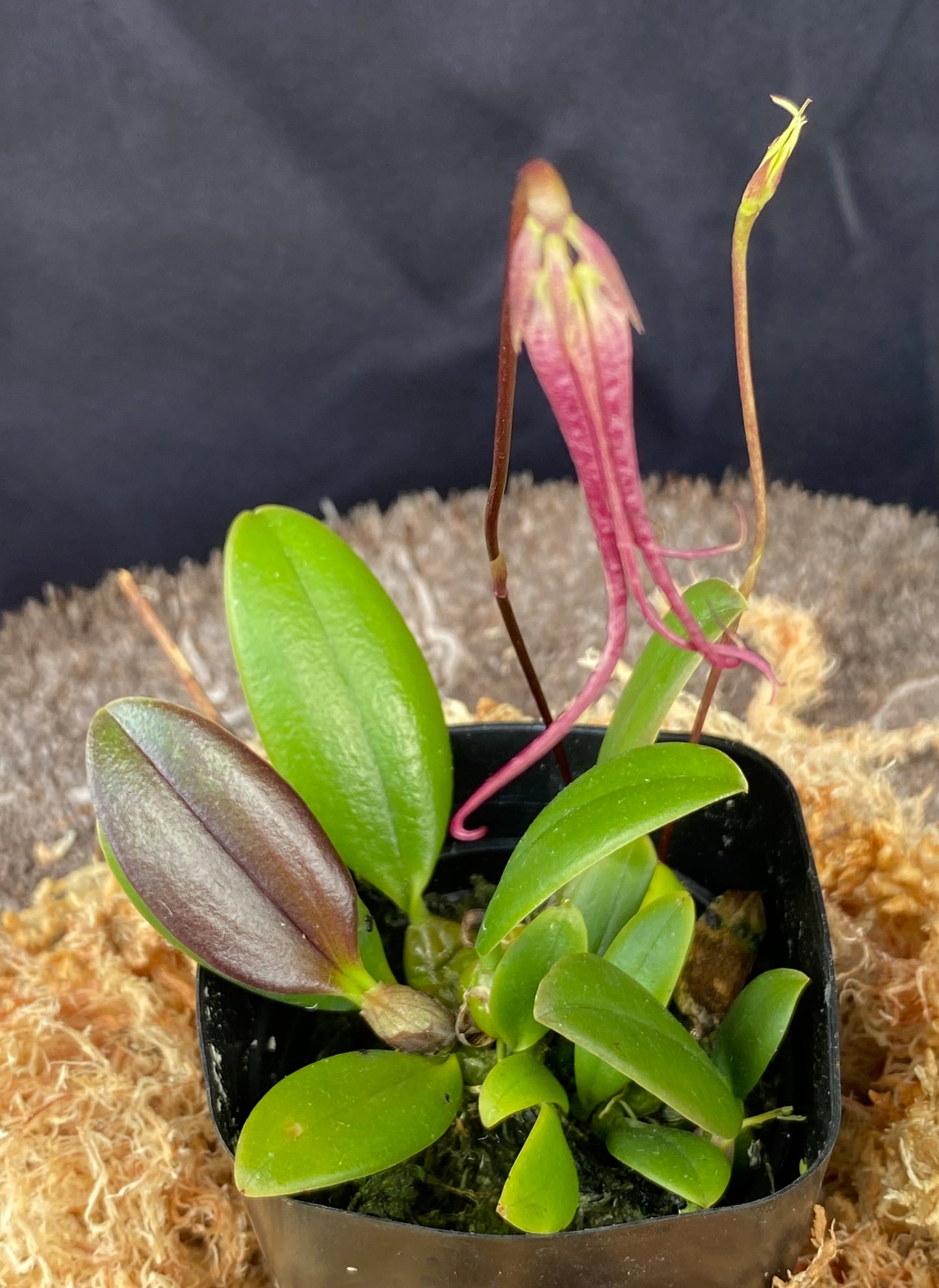 Bulbophyllum habrotinum