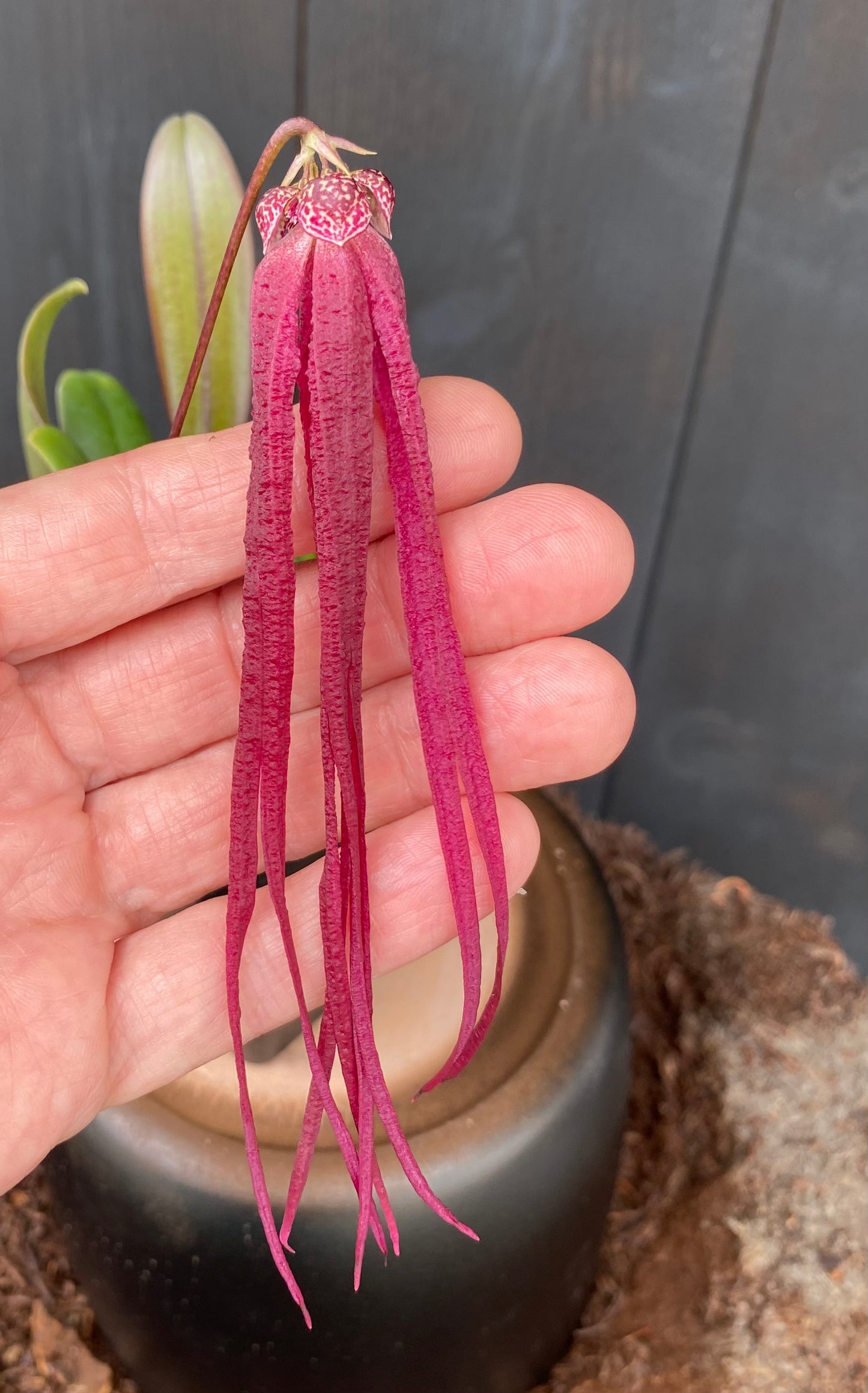 Bulbophyllum habrotinum