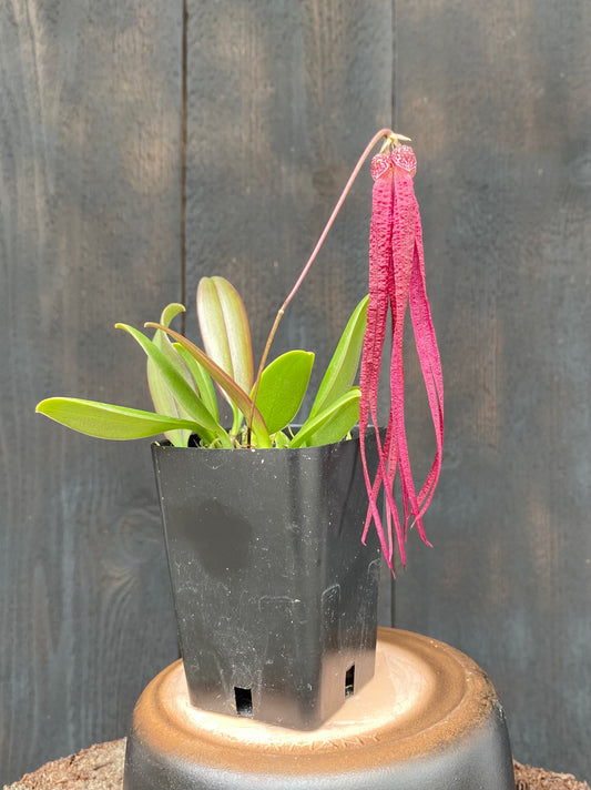 Bulbophyllum habrotinum
