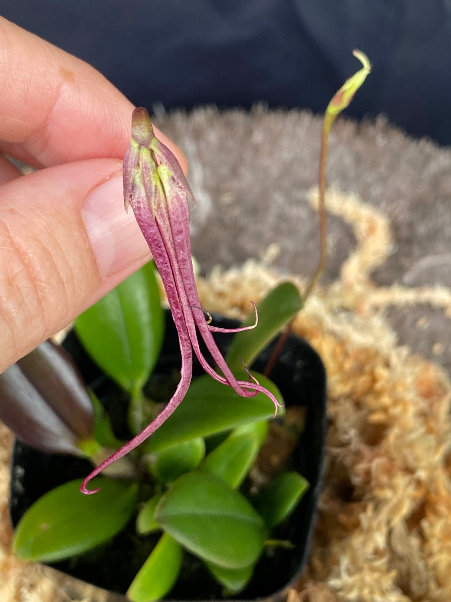 Bulbophyllum habrotinum