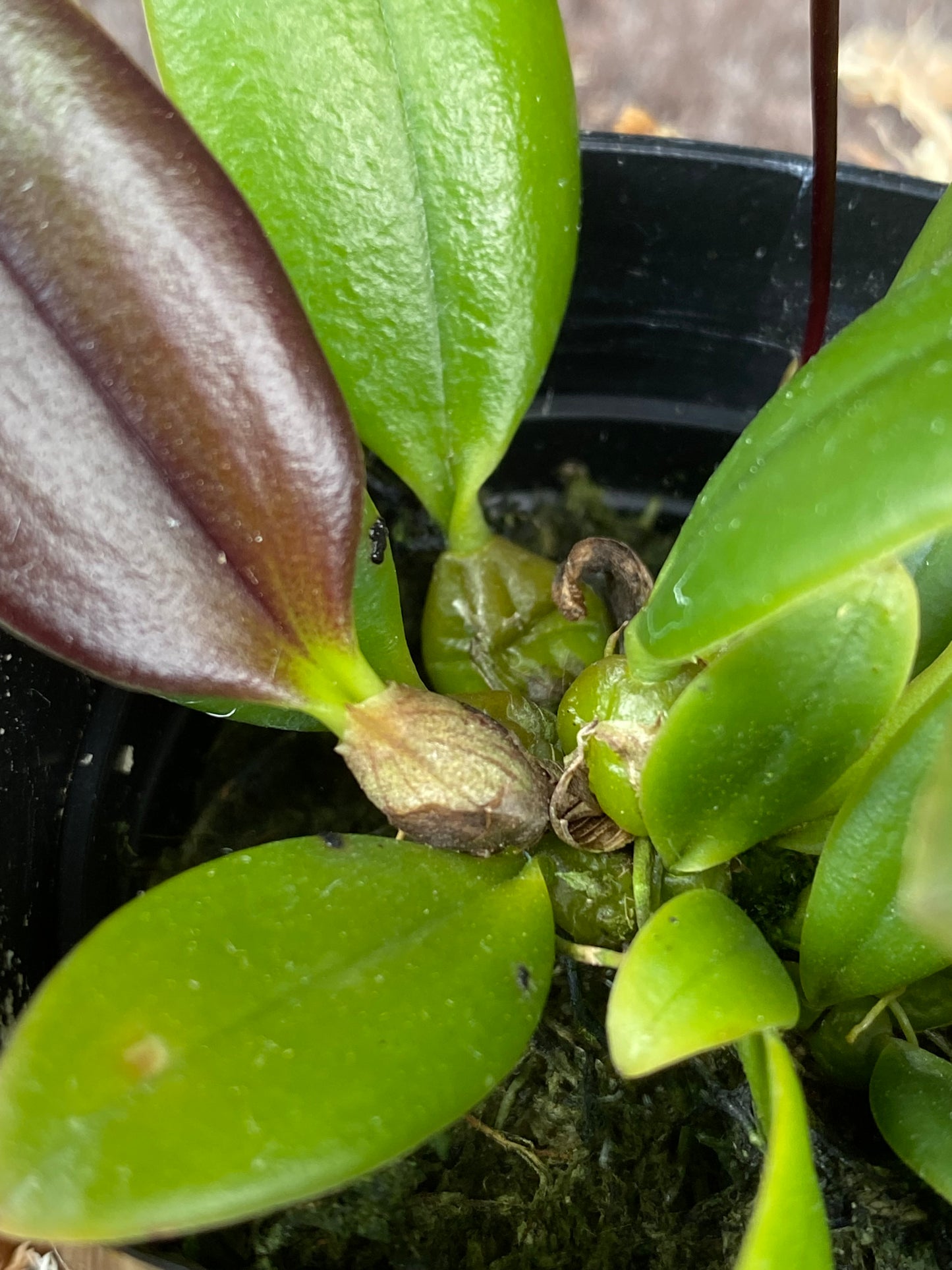 Bulbophyllum habrotinum