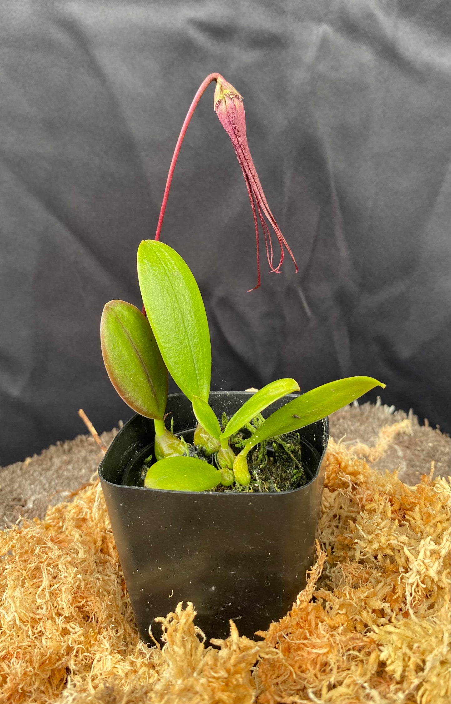 Bulbophyllum habrotinum
