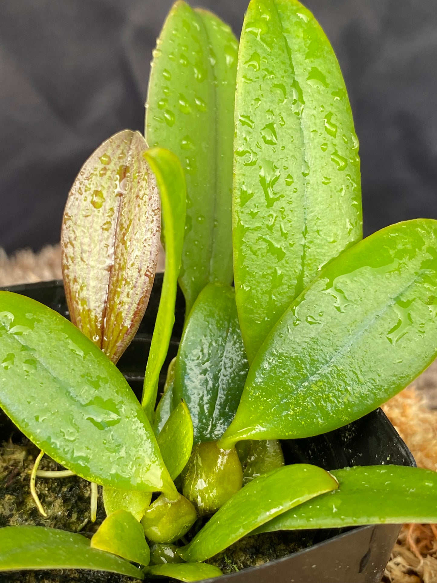 Bulbophyllum habrotinum