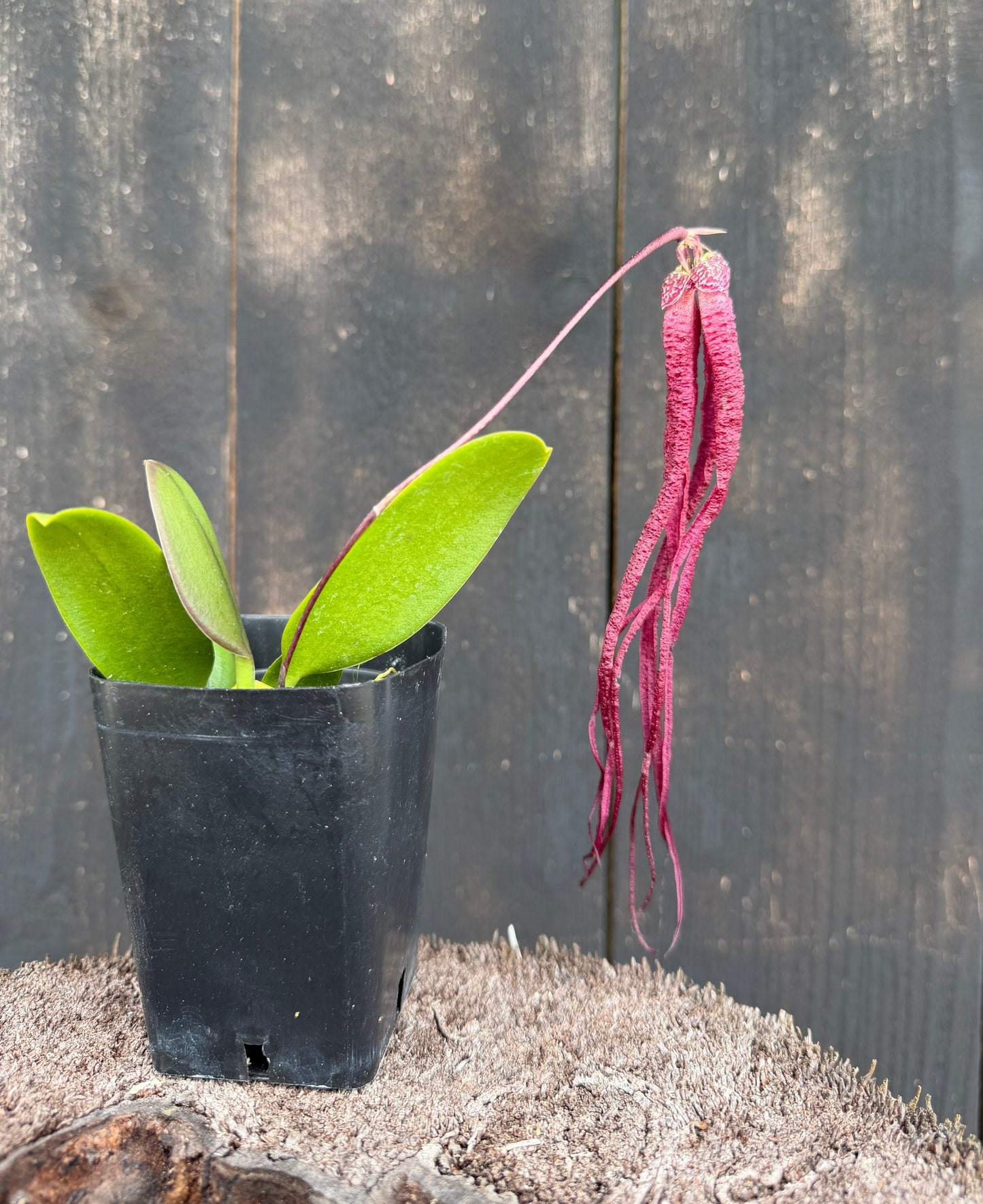 Bulb. treschii