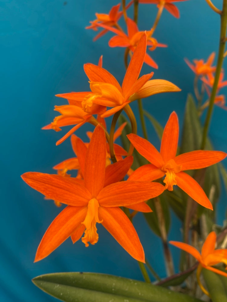 C. Harmill 'orange glow' x gur. aurantiaca 'mishima spots'