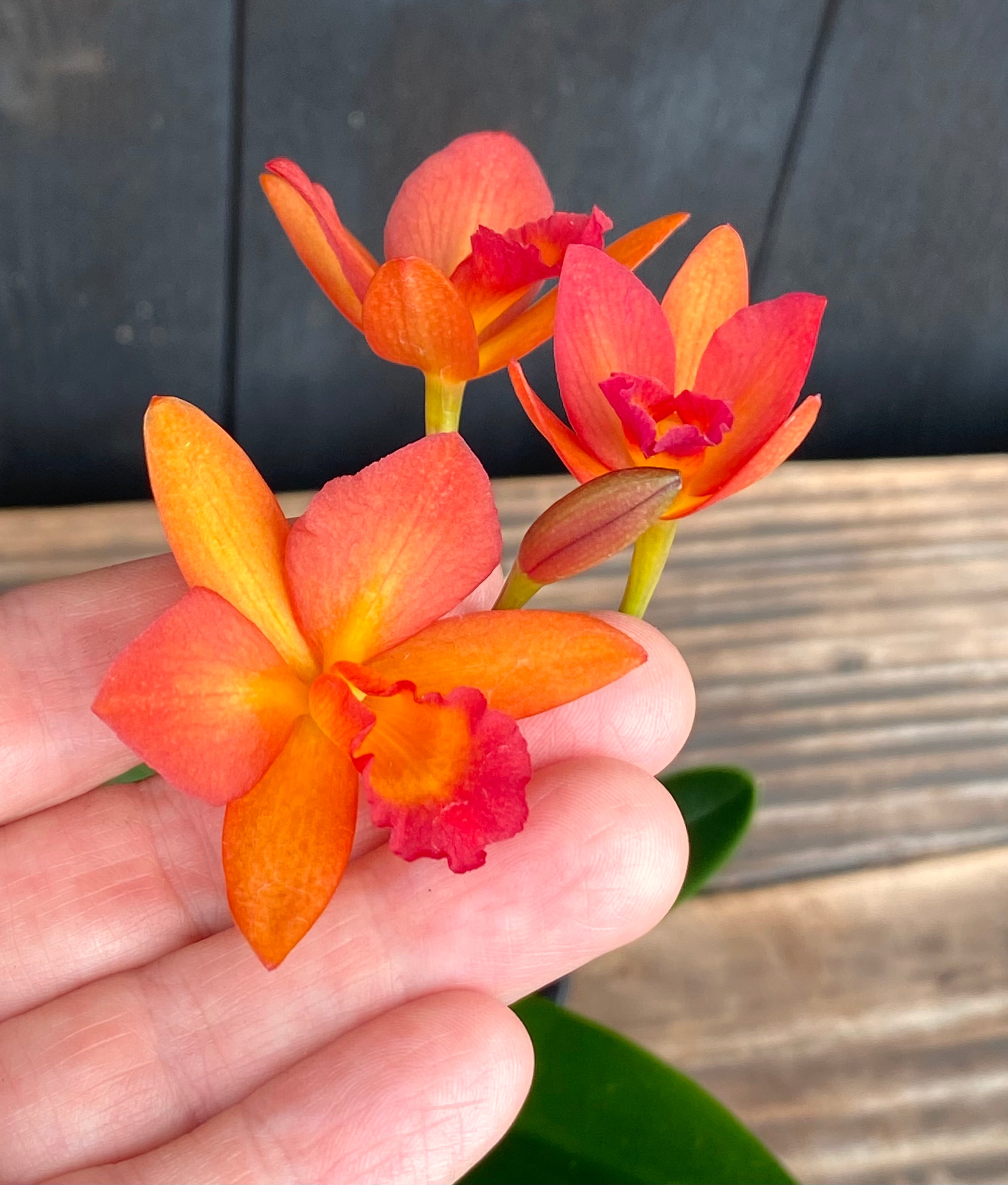 ガルム　ほぼフルオプ C. Harmill 'Orange Glow' x Ctna. Why Not – Kalapana Orchid Farm