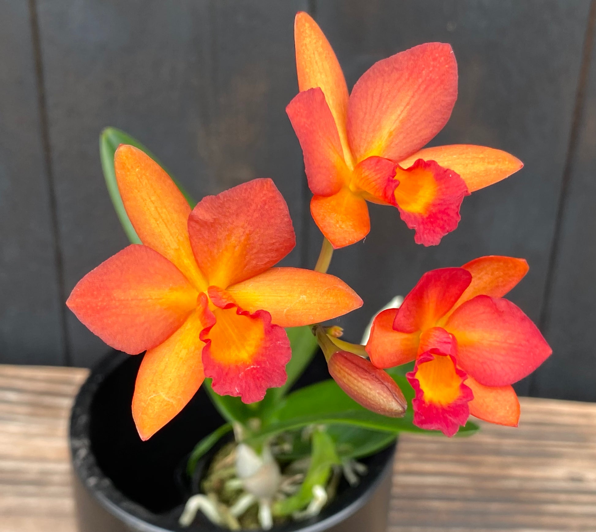 chlorophytum orange glow C. Harmill 'Orange Glow' x Ctna. Why Not – Kalapana Orchid Farm