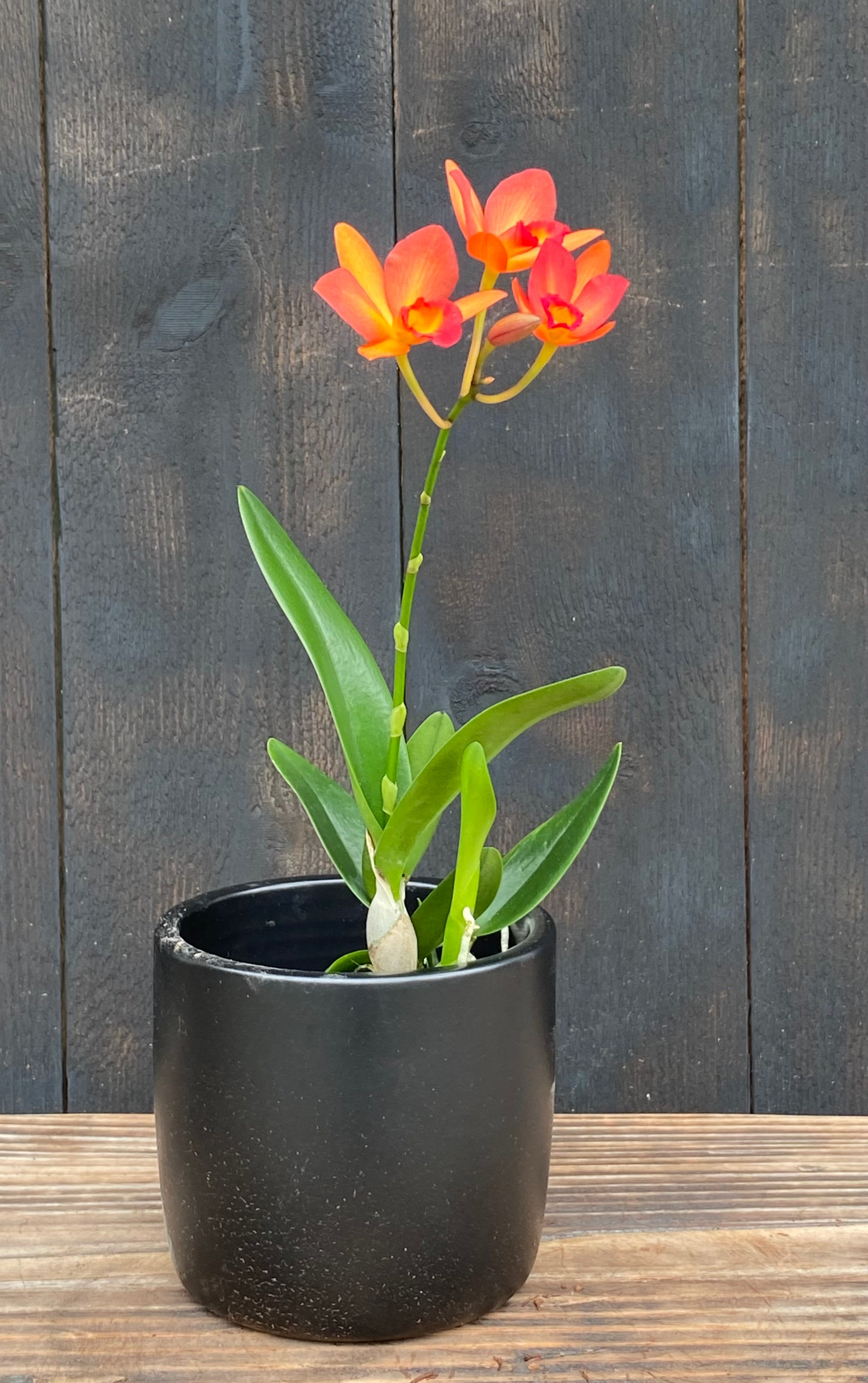 C. Harmill 'Orange Glow' x Ctna. Why Not – Kalapana Orchid Farm