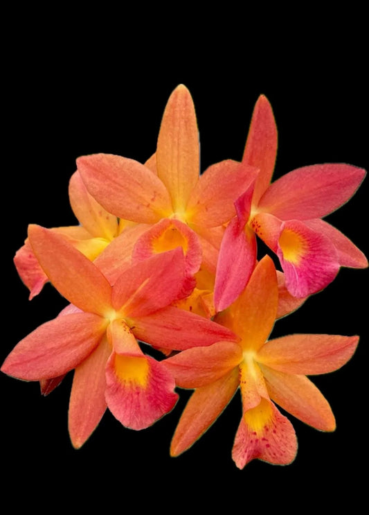C. Harmill 'orange glow' x gur. aurantiaca 'mishima spots'