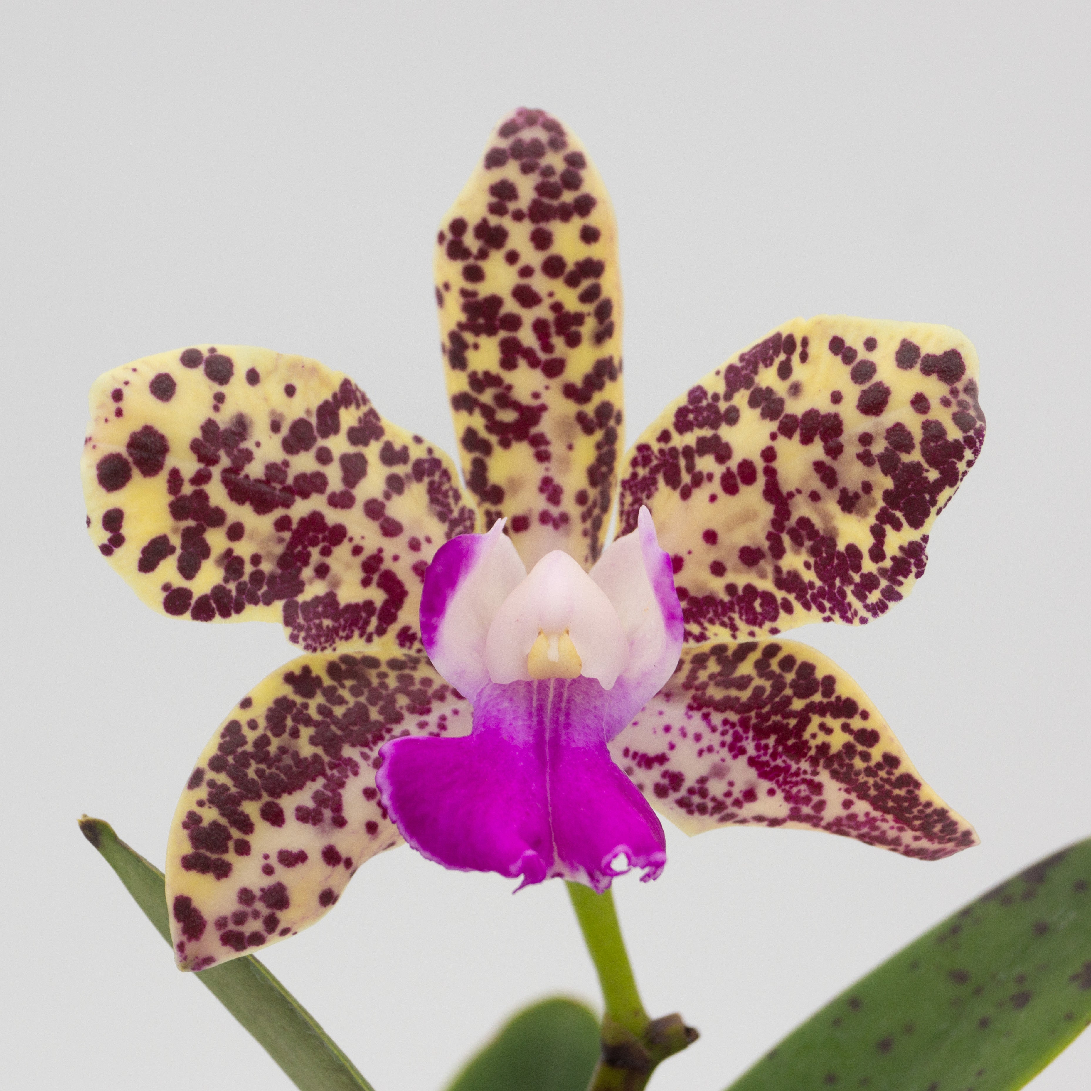 Cattleya Hot Spot 'Punatic' AM/AOS – Kalapana Orchid Farm