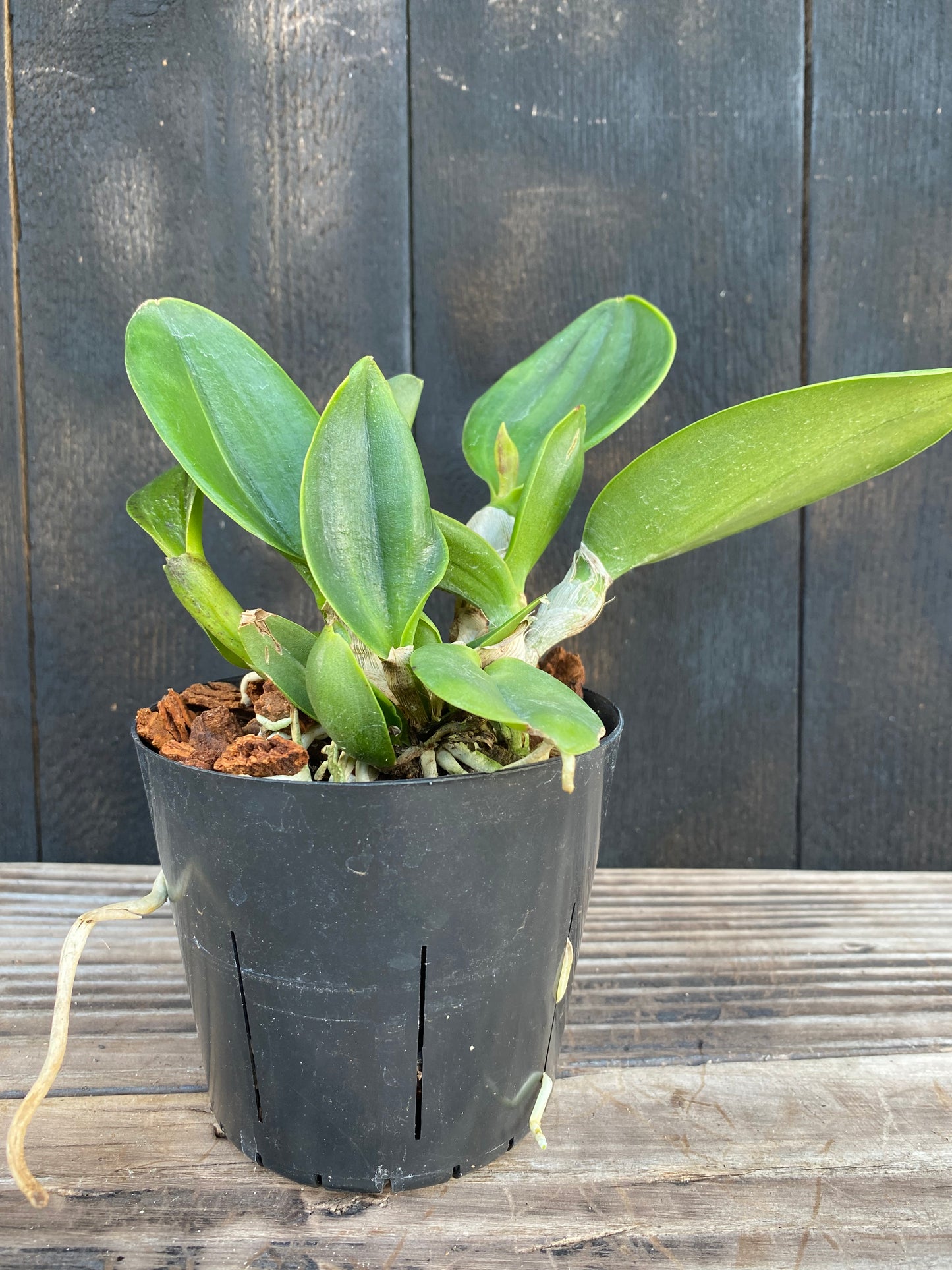 Rlc. Siam Skyline 'Coffee Prince'
