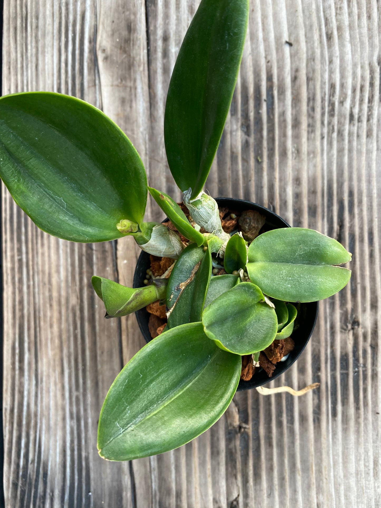 Rlc. Siam Skyline 'Coffee Prince'