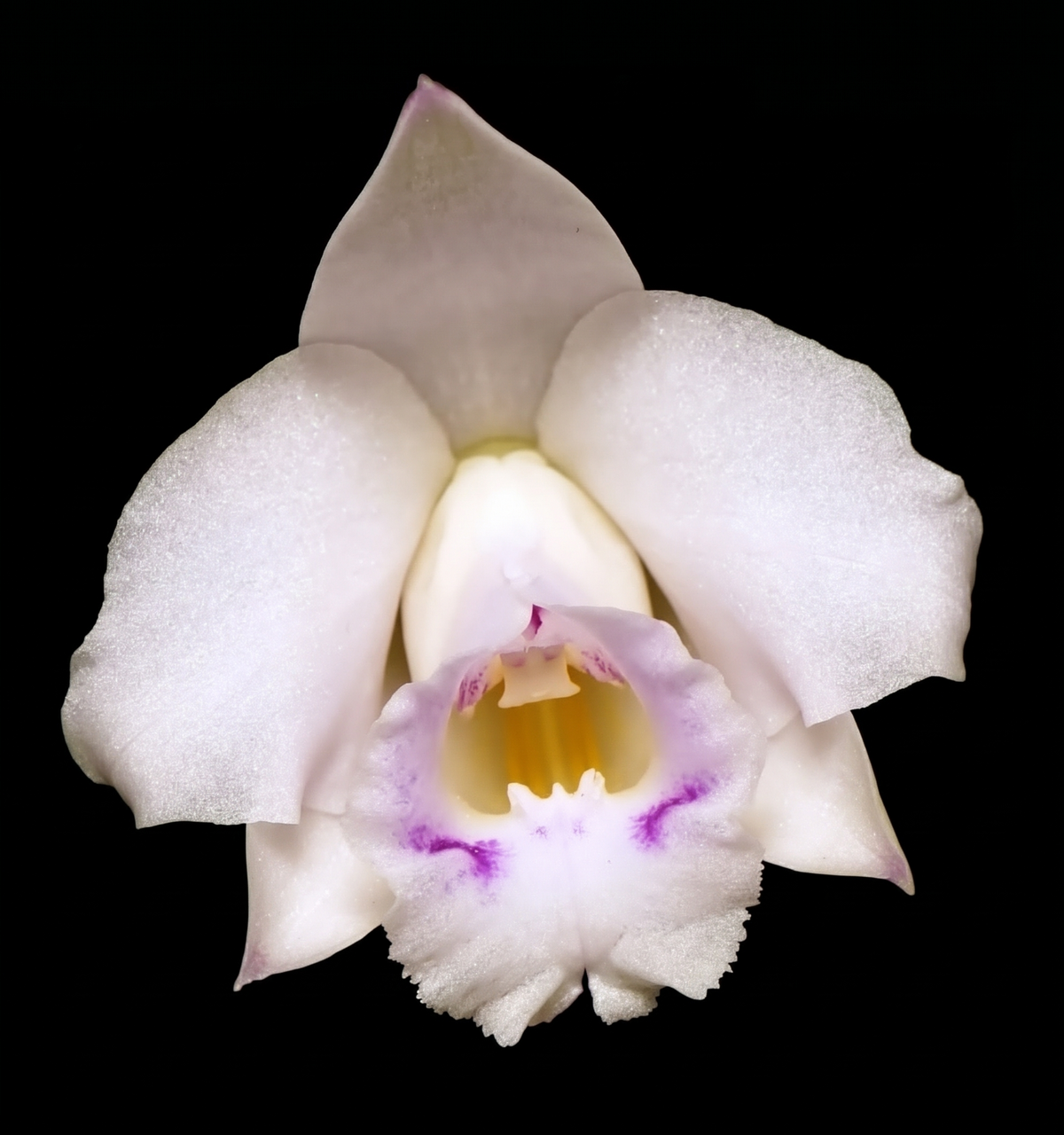 C. alaorii x sib