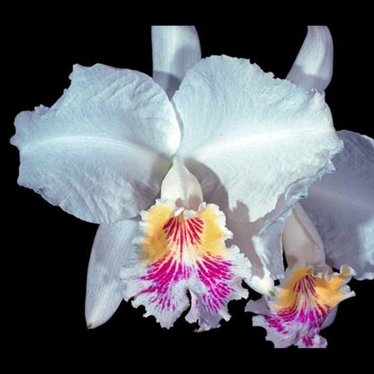 Cattleya lueddemanniana v. semi-alba 'Margaret' AM/AOS